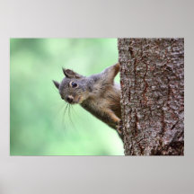 Squirrel On a Tree Posters