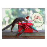 Squirrel Opening Christmas Present Cards