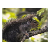 Squirrel Photo Art