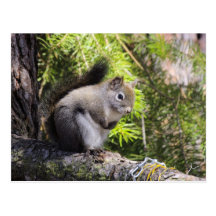 Squirrel Postcard