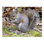 Squirrel Postcard