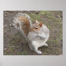 Squirrel Poster
