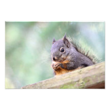 Squirrel Praying for Peanuts Photo Print