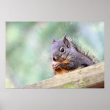 Squirrel Praying for Peanuts Poster