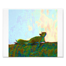 squirrel psychadelic photo