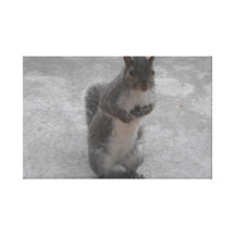 Squirrel Standing Canvas Prints