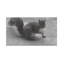 Squirrel Stretched Canvas Print