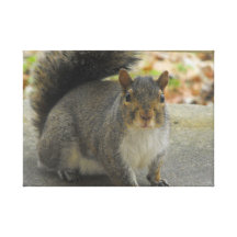 Squirrel Stretched Canvas Print