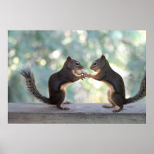 Squirrels Sharing a Peanut Photo Posters