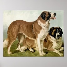 St. Bernard, High Quality dog drawing 2 Print