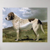 St. Bernard, High Quality dog drawing Posters