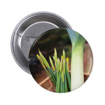 St David's Day Buttons
