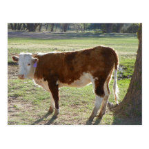 St. Michaels Cattle Post Card
