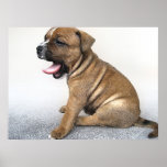Staffordshire Bull Terier Pup Poster