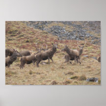 Stag Deers In Glencoe Posters
