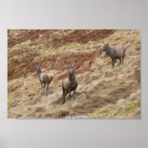 Stag Deers In Glencoe Posters