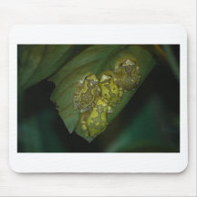 Stained Glass Tree Frogs Mousepads