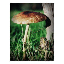 Stalk Post Cards