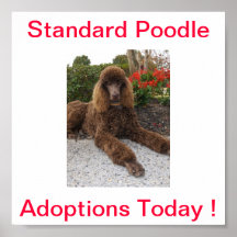 Standard Poodle Dog Adoptions Today Sign Posters