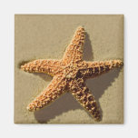 Starfish magnets
