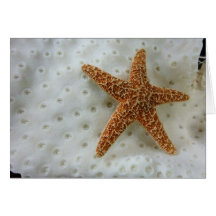 Starfish On White Cards