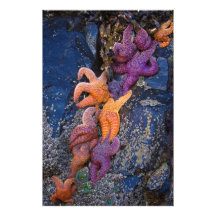 Starfish Pisaster Ochraceus & Ochre Sea Star Photographic Print