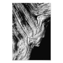 stars say so photographic print