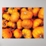 STARTING UNDER $20 - Baby Pumpkins Print