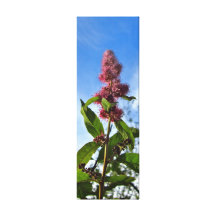 Steeplebush Gallery Wrap Canvas