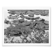 Stepping Stones Art Photo