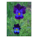 Still Alive Pansies Cards