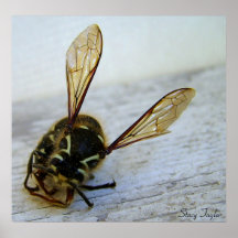 Stinger 16 print