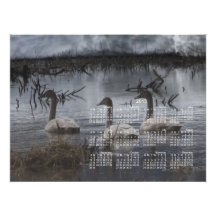 Stormy Swans; 2013 Calendar Photo Print