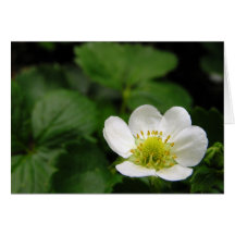 Strawberry Blossom Greeting Card