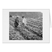 Strawberry Plants Sitka, Alaska 1916 Card