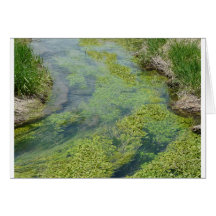 stream greeting cards