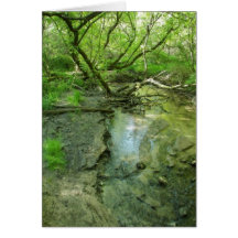 Stream in the Woods Card