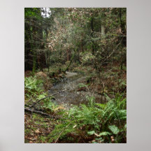 Stream in the Woods Print