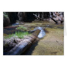 Streams Logs Water Riverbanks Cards