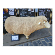 Street Sheep Postcard