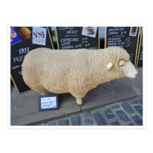 Street Sheep Postcards
