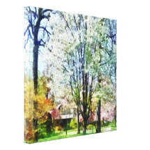 Street With White Flowering Trees Stretched Canvas Prints