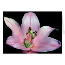 Striking Tiger Lily Greeting Cards