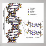 Structure of DNA Deoxyribonucleic Acid Diagram Posters