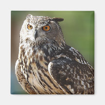 Stunning Eagle Owl with Orange Eyes Magnets