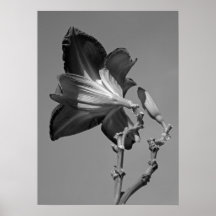 Sturdy Lily Poster
