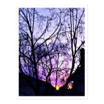 Suburb in Southern California Postcard