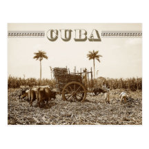 Sugarcane plantation in Cuba Post Cards