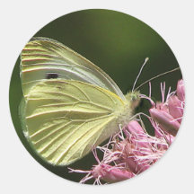 Sulphur Butterfly Round Sticker