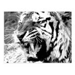 Sumatran Tiger Post Card